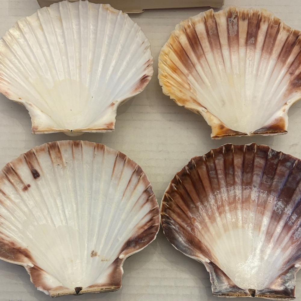 Baking Shells - Silver - Picture 2 of 3